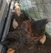 Jaja jajka lęgowe kur