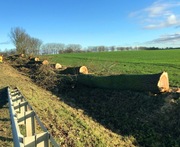 Drewno tartaczne topolowe topola