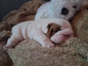 Buldog Angielski Suczka FCI