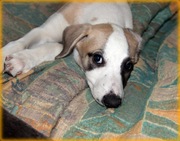 Chart Angielski Whippet szczenię