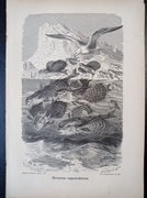 Piękna oryginalna litografia XIX - XX w. - Latające ryby