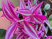 Trzykrotki zestaw  20 odmian kwiaty doniczkowe domowe z własnych kolekcji