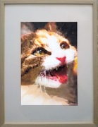 Akwarela w ramce. Kot. Wymiary 40x30 cm, cena 150 zł.