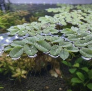 Salvinia Natans, rośliny do akwarium, pływające