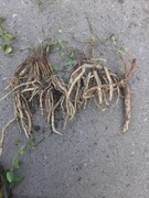 Codonopsis korzeń świeżo kopany na sadzonke 