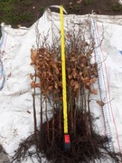 SADZONKI BUKA - 1zł/szt