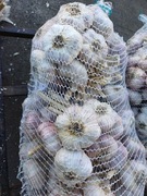 czosnek lubasza do sadzenia i konsumpcji GIGA główki1 kg 