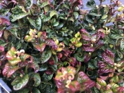 Kiścień Curly Red duża sadzonka poskręcane liście