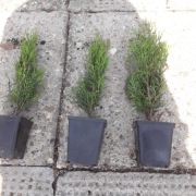 Tuja szmaragd 20 30cm 3.00zł p 9 WYSYŁKA 24H 