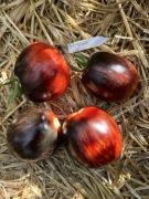 Pomidor nasiona kolekcjonerskie Gargamel