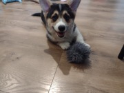 Welsh corgi pembroke FCI 