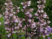 Penstemon naparstnicowy Penstemon digitalis 50 nasion