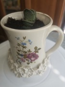 Doniczka ceramiczna  z rośliną, kaktusemm. Ręcznie robiony