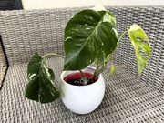 Monstera Deliciosa Variegata wyjątkowo pięknie wybarwiona