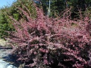 Berberys ' Harlequin ' C2