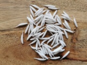 Tanta Supercontinent 25mm 10szt.