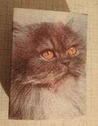 Zapałki - ZPZ Częstochowa - 1op.-240 zapałek - etykieta kolekcjonerska