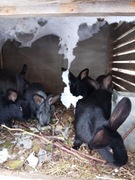 Sprzedam  młode króliki