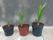 Kliwia cynobrowa pomarańczowa clivia miniata