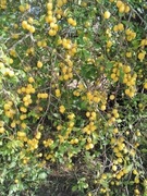 Dżem z mirabelek żółtych. Bez cukru, janginizowany.400g {4,50/100g}