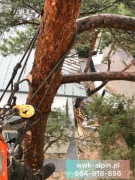 Ogrodnictwo wycinka drzew