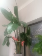 Strelicja około 2,8m