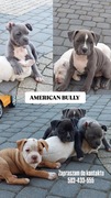 Szczeniaki AMERICAN BULLY 