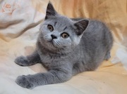 Kocięta brytyjskie krótkowłose