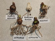 Cebule Hippeastrum (Amarylis)