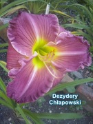 Liliowiec Dezydery Chłapowski