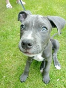 Szczeniak American Staffordshire Terrier(Amstaff m