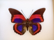 Prepona praeneste buckleyana M