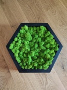 Ramka heksagon z chrobotkiem rozmiar L