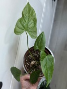 Anthurium balanaorum