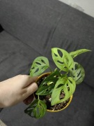 Monstera monkey mask roślina z doniczką 