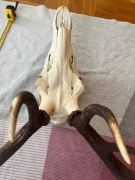 Trofeum rogi jelenia