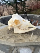 Czaszka OWCY Podhalańskiej lisa borsuka łani. Profesjonalna preparacja! 