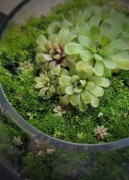 Pinguicula KONDOI - kolekcjonerska