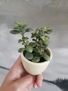 Crassula ovata Minor drzewko szczęścia Grubosz