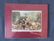 Chromolitografia Grafika Rafa Koralowa Koralowiec Meyers XIX wiek