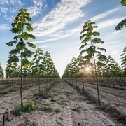 Nasiona Palulowni SHAN TONG100 szt.