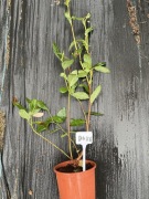 Borówka Amerykańska Sadzonki 12zł