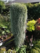 Dichondra srebrzysta - 60 nasion 