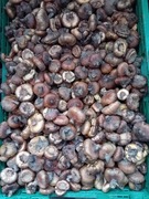 MIECZYK - MIESZANKA KOLORÓW - cena za 10 szt.