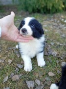Szczeniak Border Collie