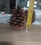 Duże i piękne szyszki!!!!