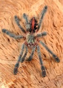 Ybyrapora diversipes L3/L4