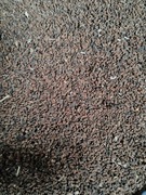 Facelia błękitna 10 kg