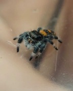 Skakun Phidippus regius Soroa L8 SAMICZKI