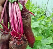 Burak ćwikłowy II GAT. na przetwory 3kg!